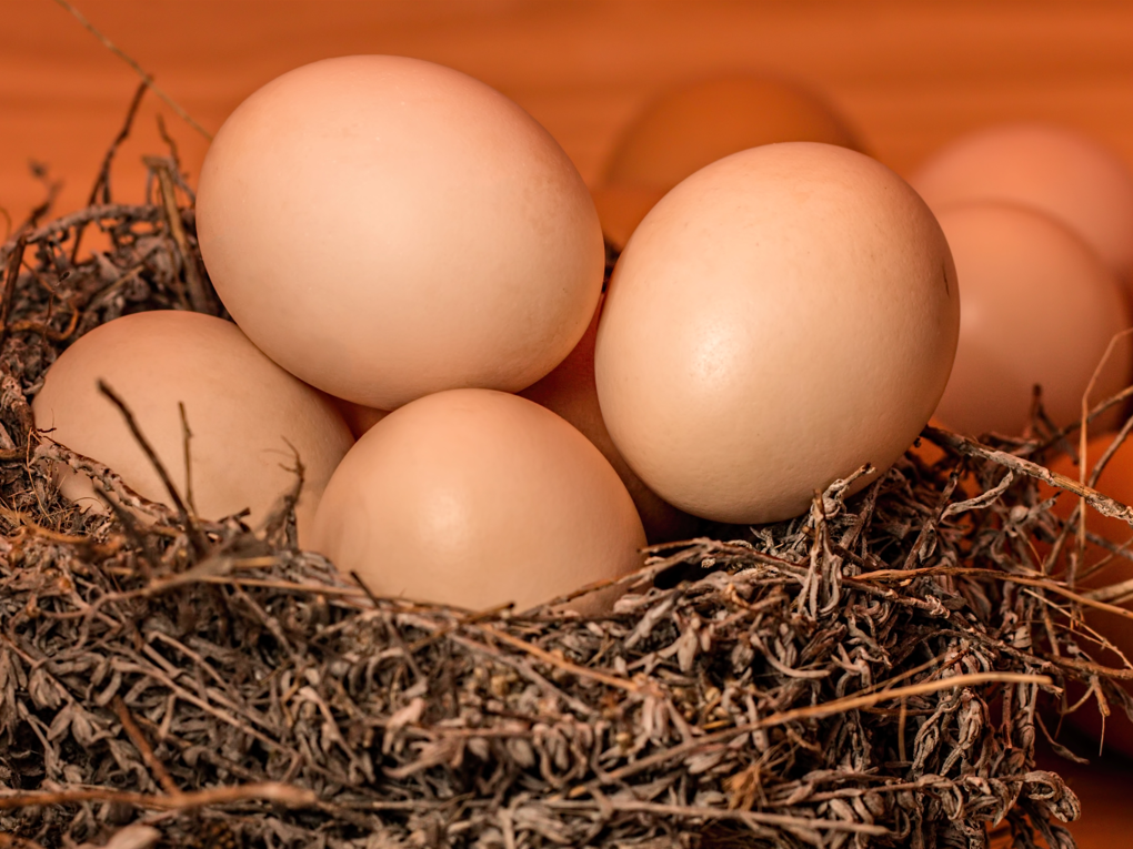 Entdeckung der Betainmethioninsynthese in Legehennenfutter（Gesund）