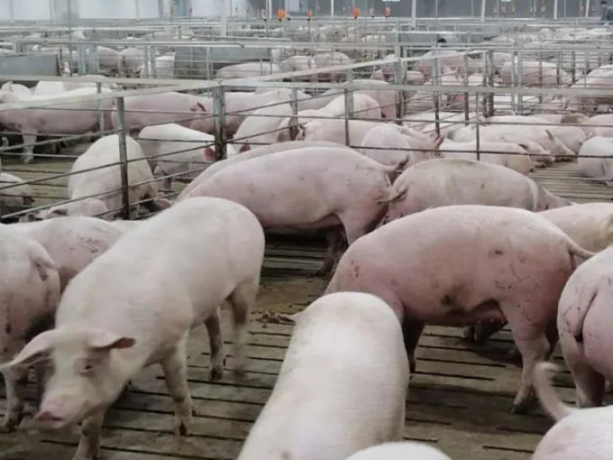 BETAINE-EFFEKT IM SCHWEINEFUTTER