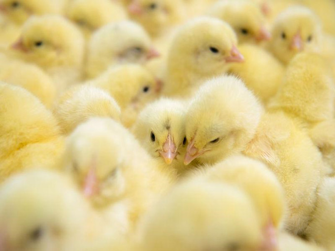 Anti-Stress-Wirkung von Betain bei Geflügel (Gesund)