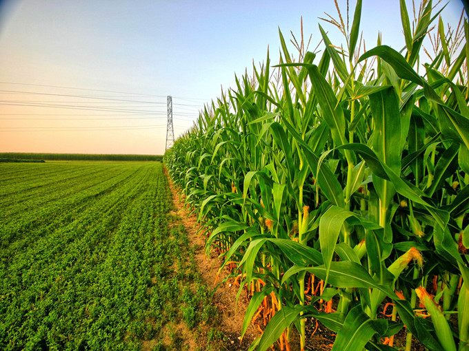 Der Mechanismus von Betain in der Landwirtschaft (Gesund)