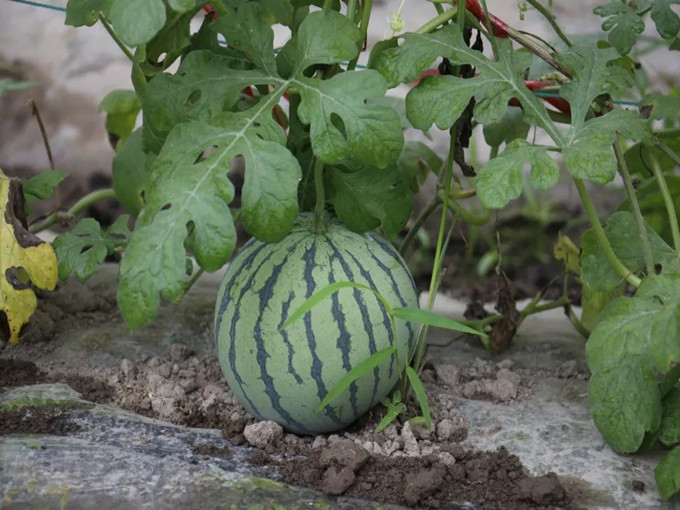 Welche Funktionen hat Betain in der Landwirtschaft? (Gesund)