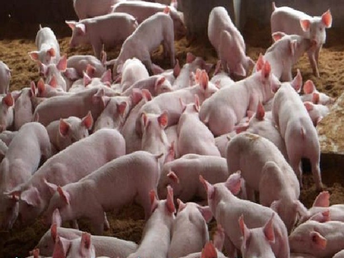 SCHMECKT DAS SCHWEINEFLEISCH, DAS BETAINE IN DAS TÄGLICHE FUTTER FÜGT?