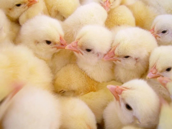 Wirksamkeit von Betain in Futtermitteln (Gesund)