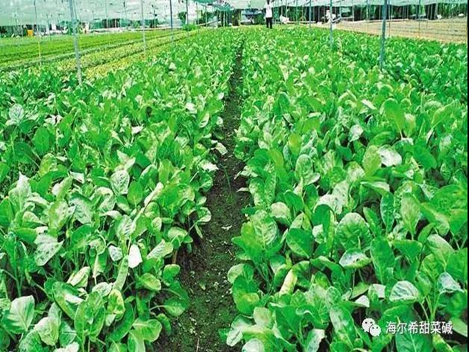 BETAINE KANN DIE LANDWIRTSCHAFTLICHE PRODUKTION VERBESSERN