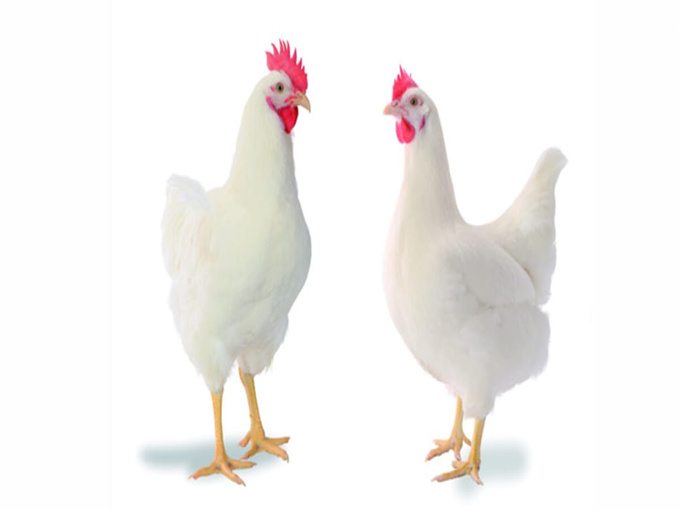 BETAINE KANN VOR KOKZIDIOSE SCHÜTZEN UND VITAMINEN SCHÜTZEN