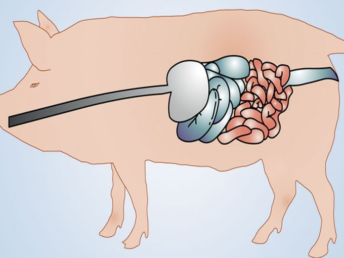 Wie Betain für den Schweinedarm ist