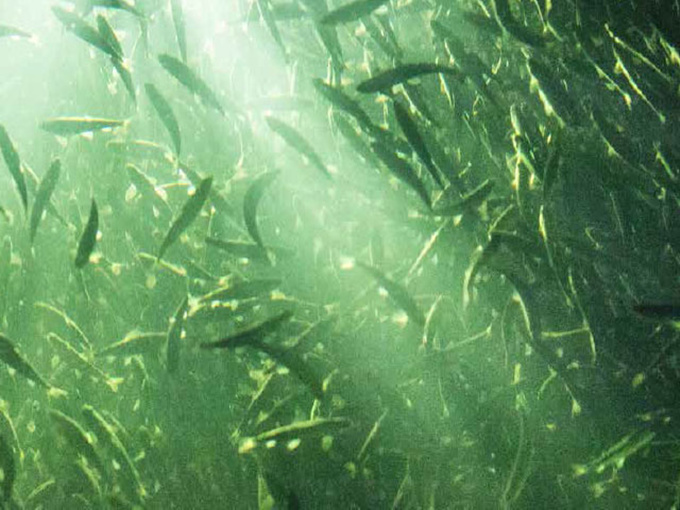 Ist die Wirkung gut, wenn Betain in Wasserfutter hinzugefügt wird?