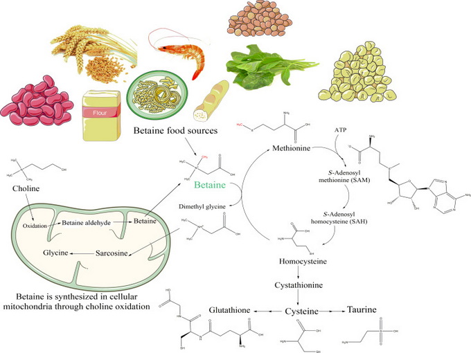 Der Mechanismus von Betain (Gesund)