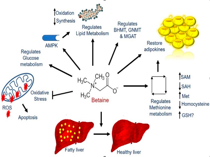 Funktionelle Eigenschaften von Trimethylglycin (gesund)