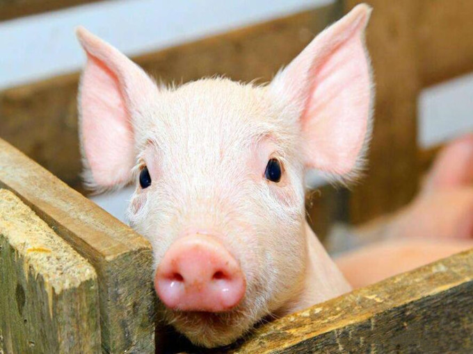 Kann die Schweinefleischqualität verbessern